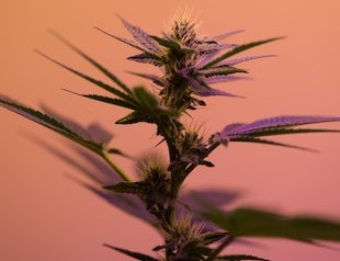Was ist CBG? Und wie unterscheidet es sich von CBD?