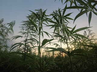 Wie erkenne ich die Qualität von CBD-Blüten?