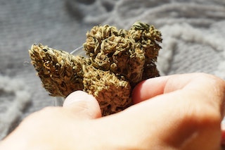 Was ist Vollspektrum-CBD?